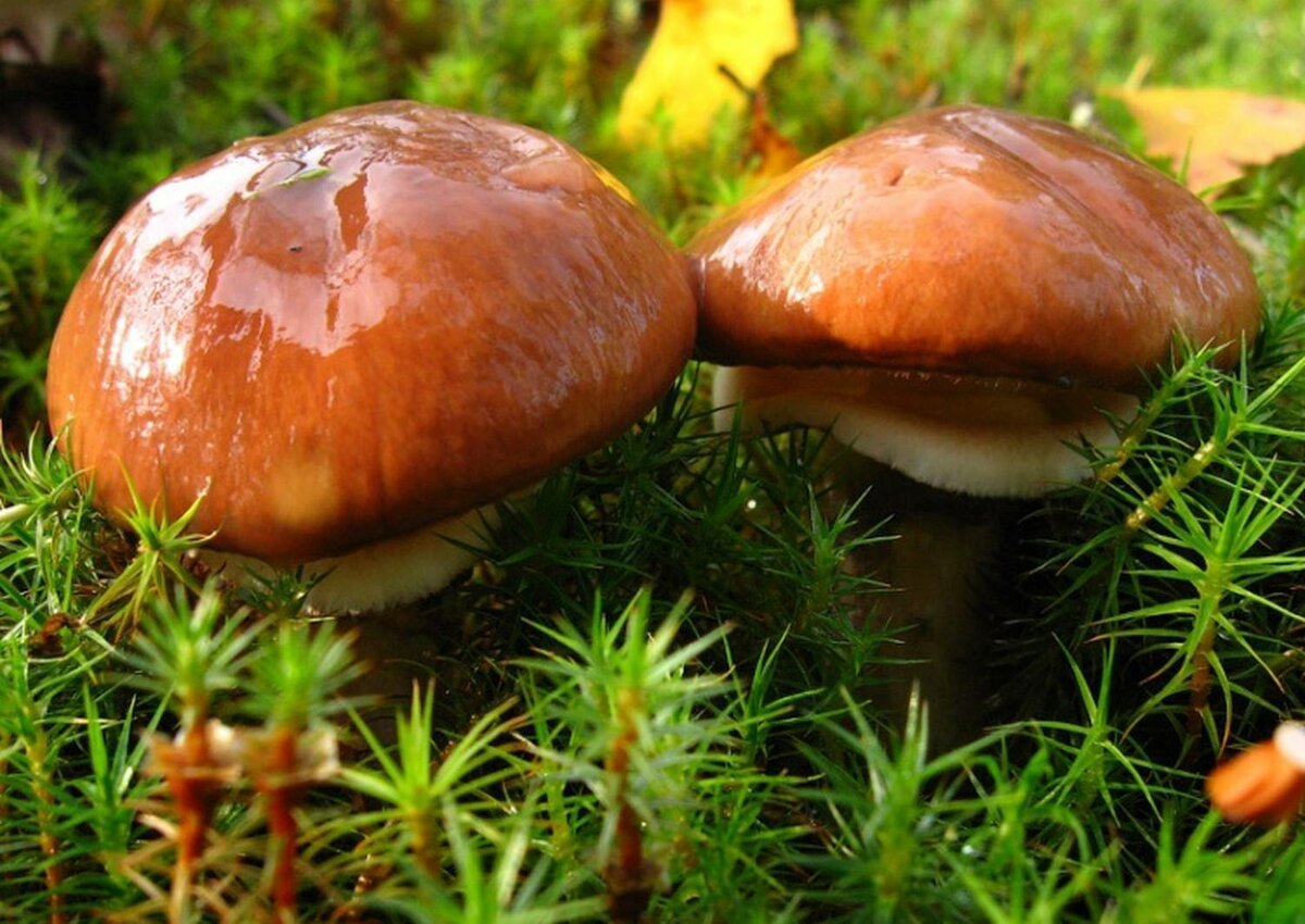 Съедобные грибы маслята