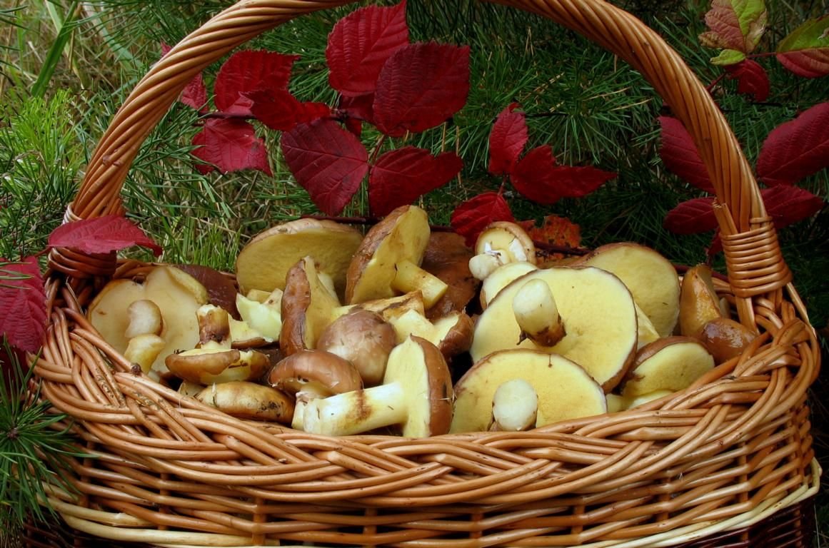 Грибы маслята