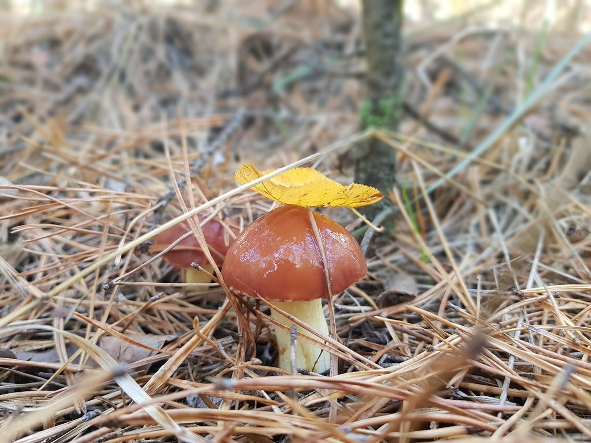 Масленок Пихтовый