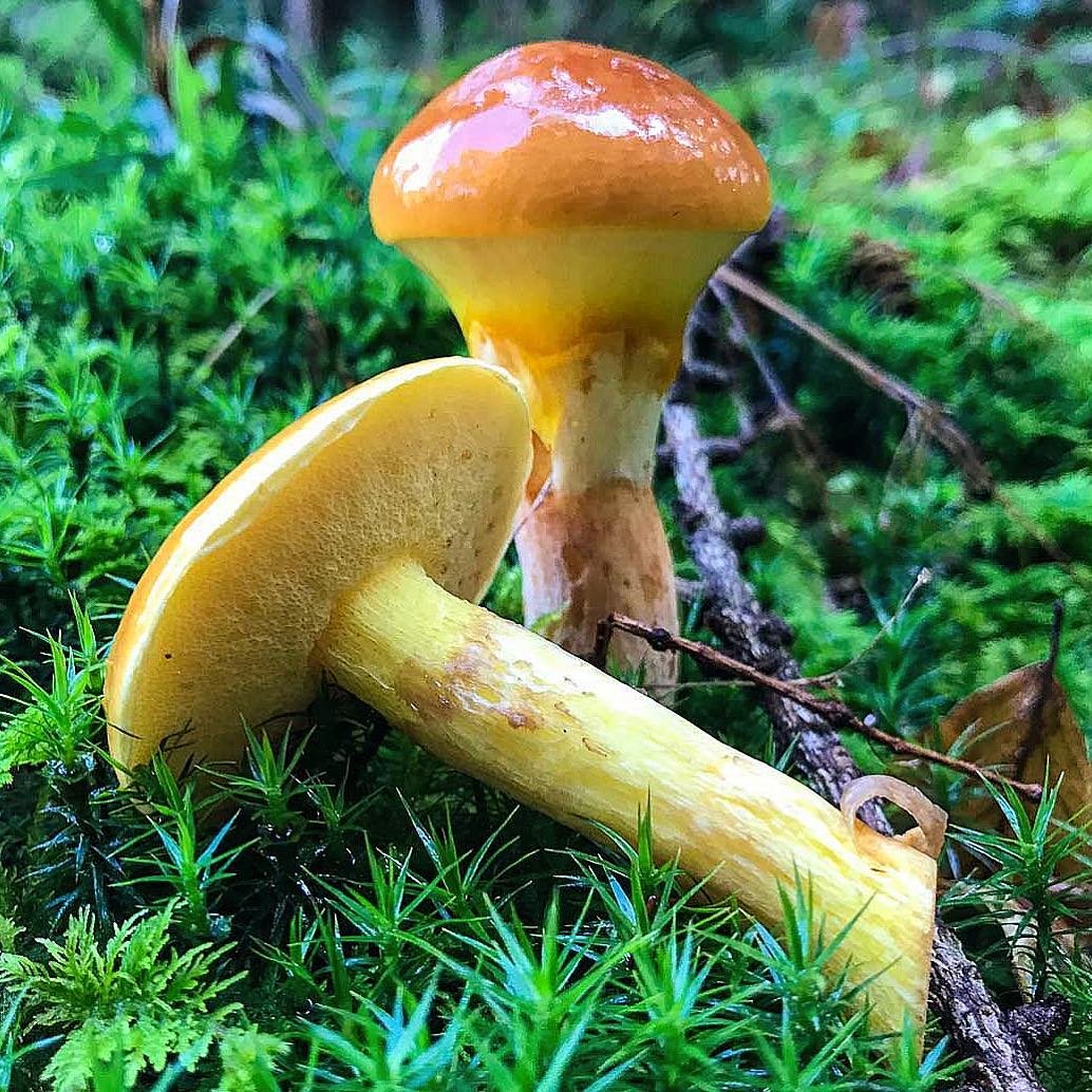 Грибы маслята