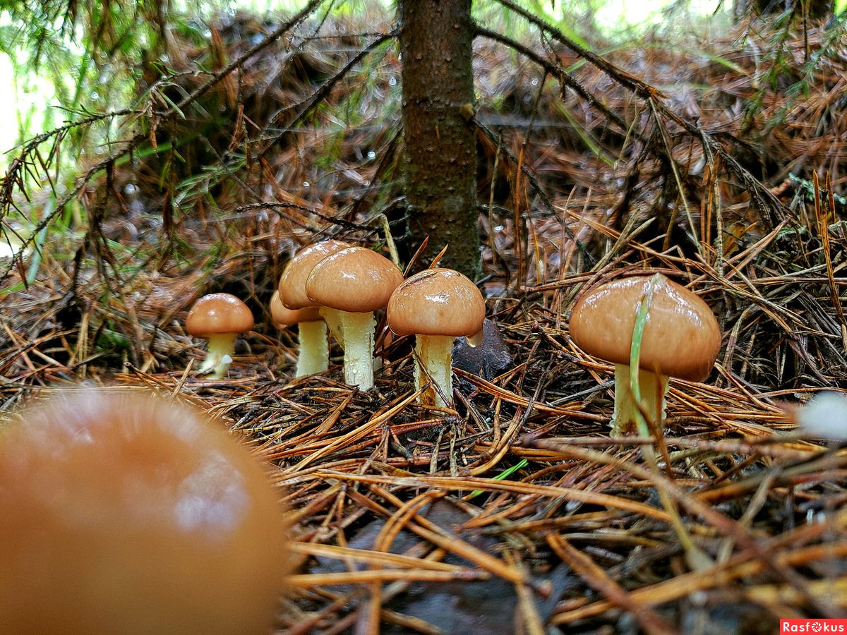 Масленок трубчатый