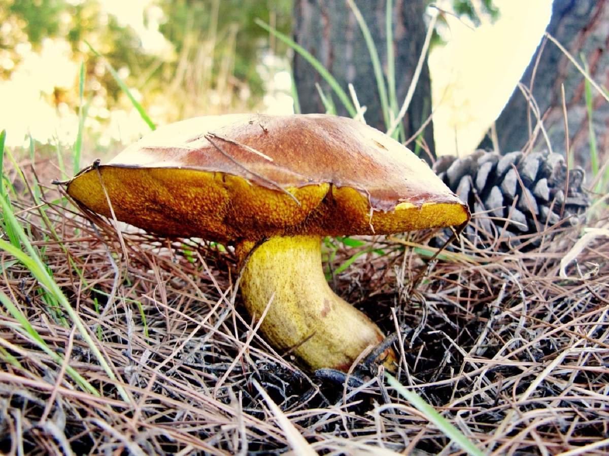 Большой масленок гриб