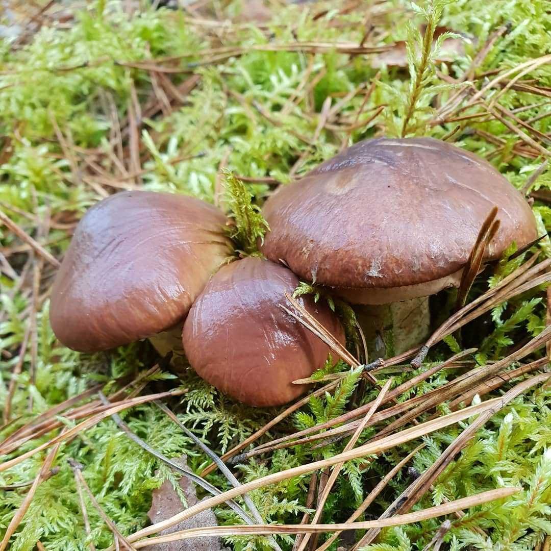 Болетовые маслята свинушки