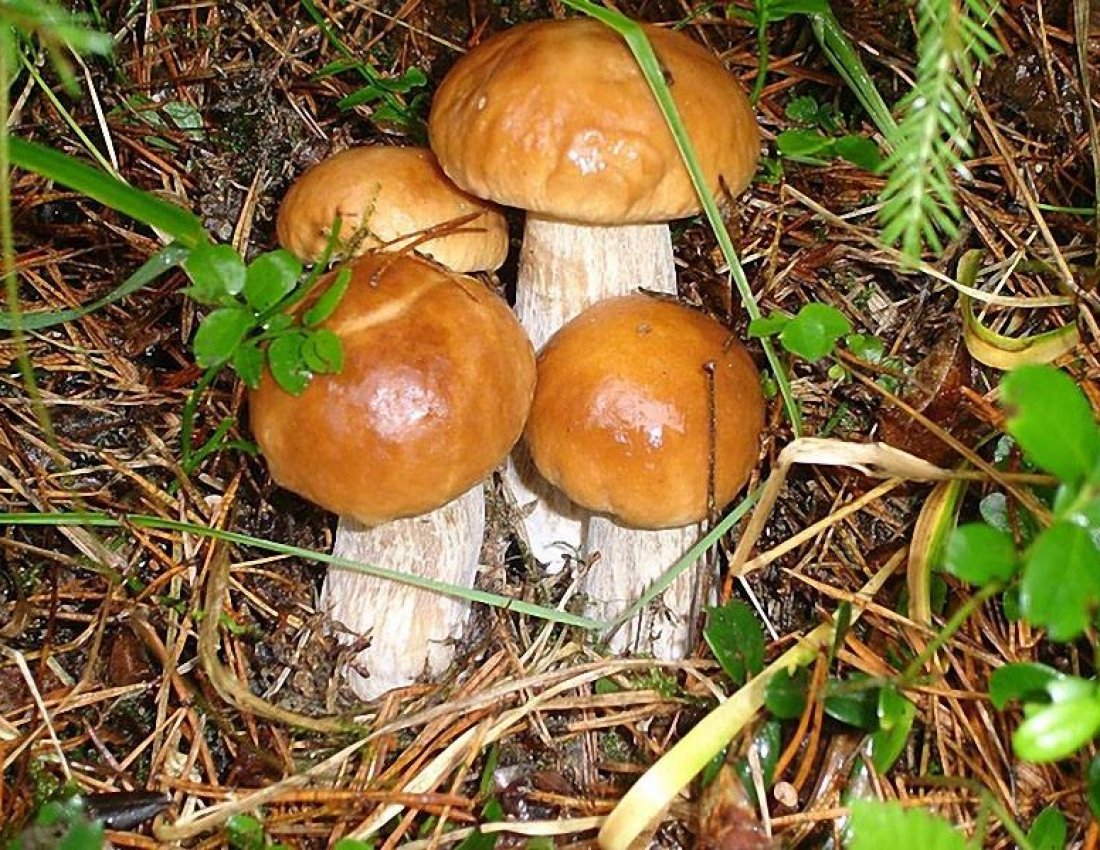 Маслята переросшие