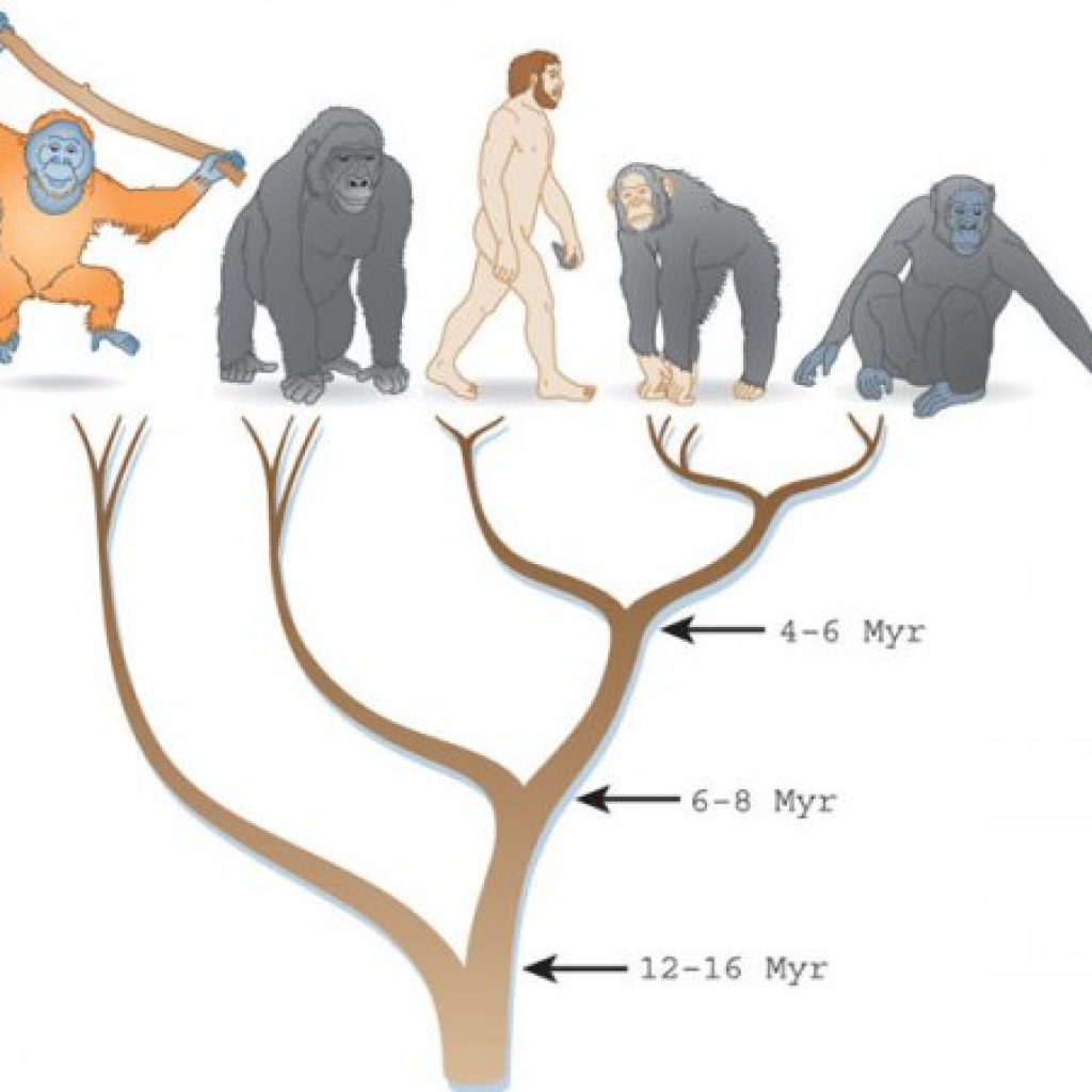При расшифровке генома гориллы. Филогенетическое дерево гоминид. Эволюционное Древо приматов и человека. Филогенетическое Древо высших приматов. Эволюционное Древо гоминид.