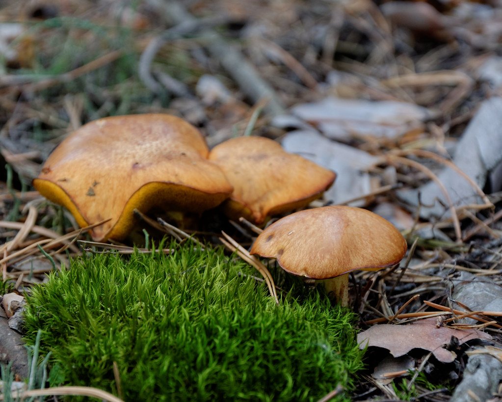 Маслята луговые