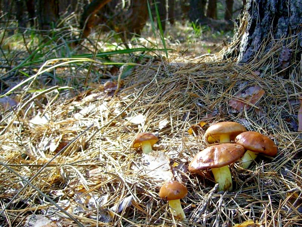 Маслята в Сосновом Бору