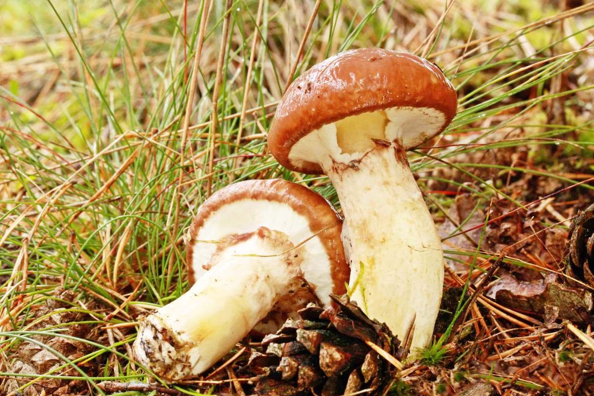 Боровой масленок