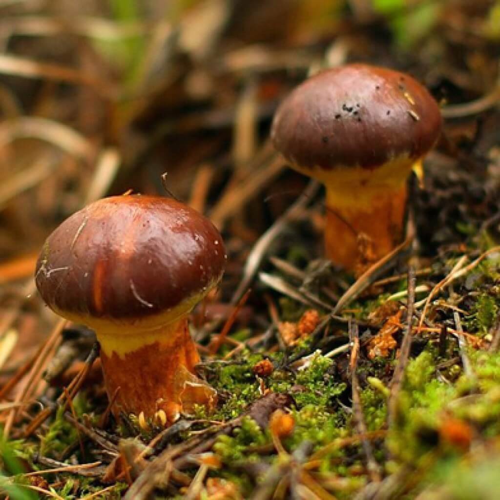 Гриб Suillus luteus