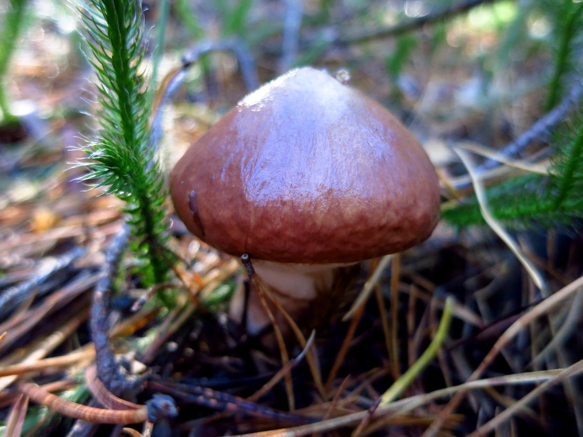 Масленок обыкновенный поздний