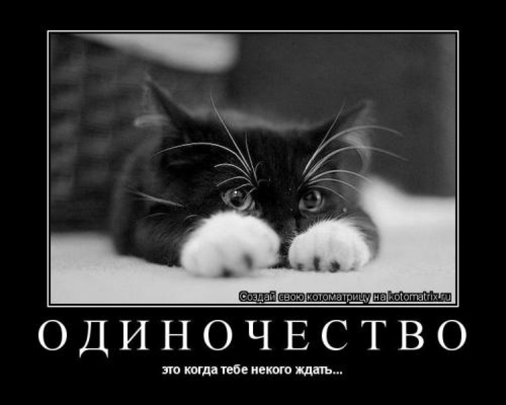 Котик скучает