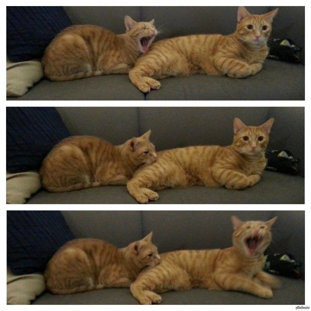 Мемы про Кусь