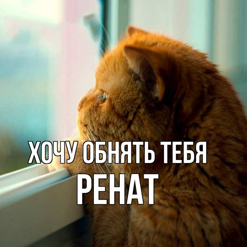 Рыжий кот скучает