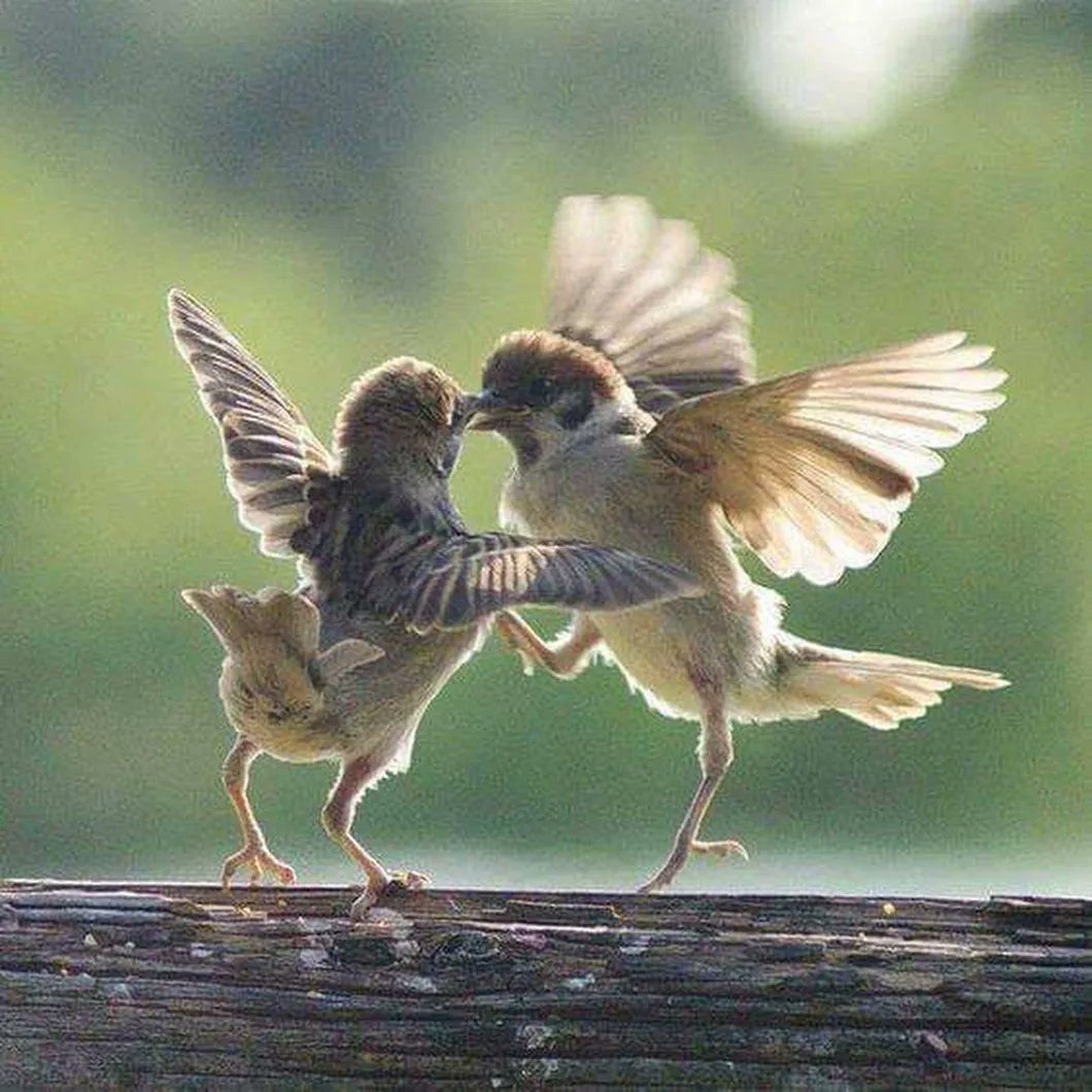 Птицы танцуют