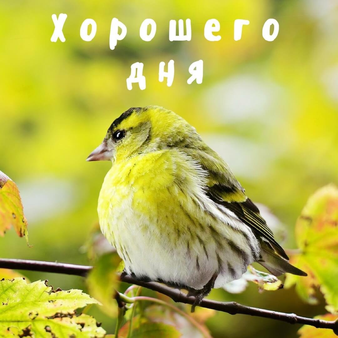 Доброе утро с птицами