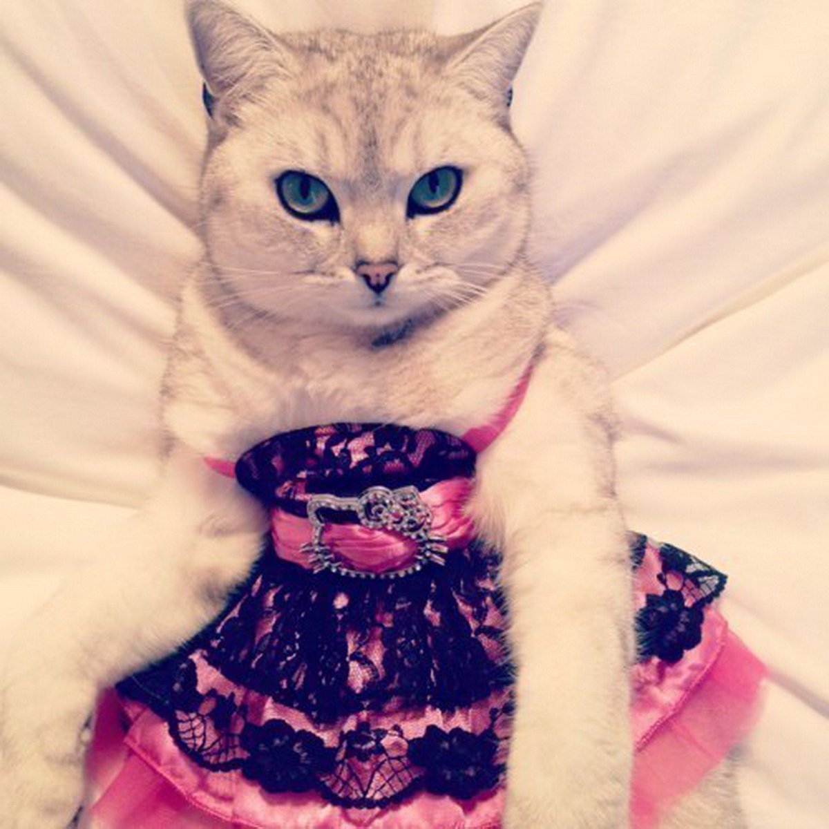 Коты в платьях