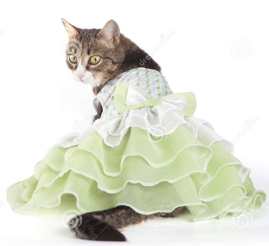 Кошка в зеленом платье