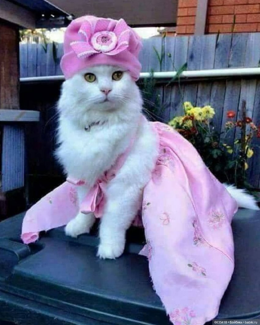 Живой котёнок в платье