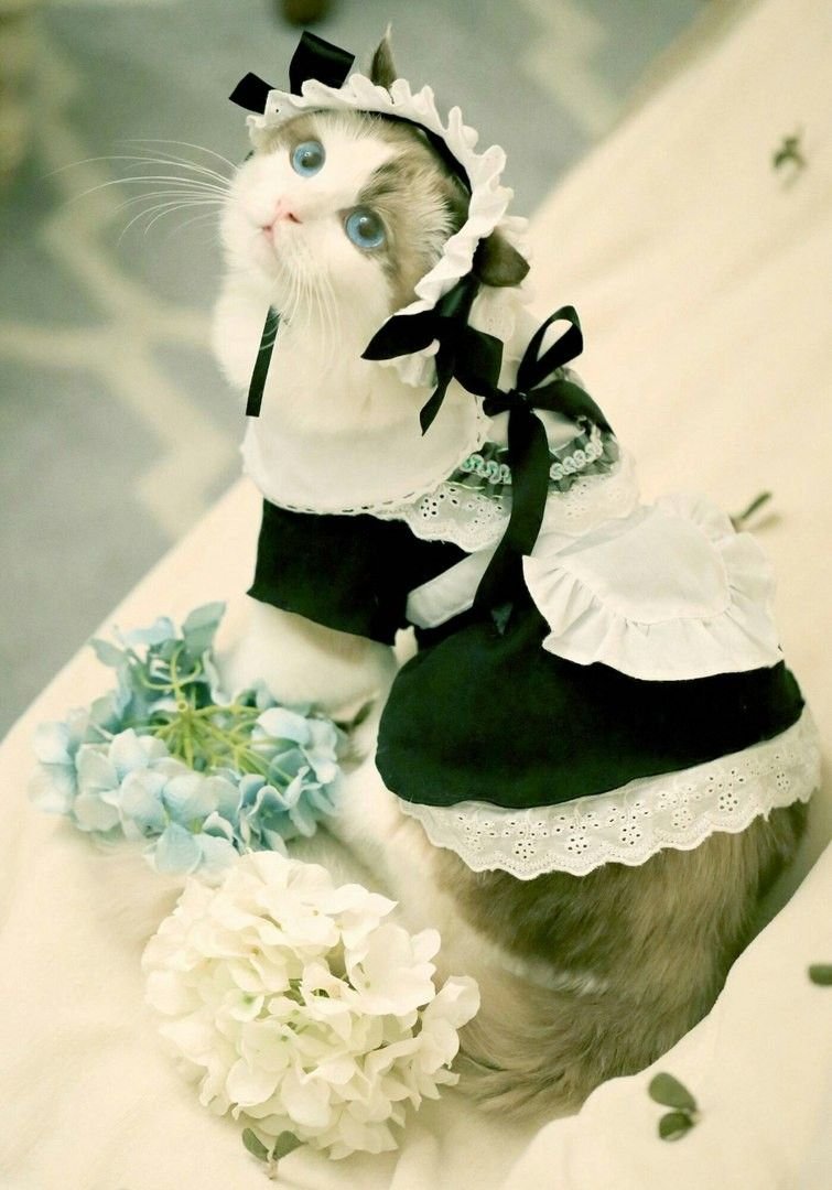 Кошка в костюме горничной