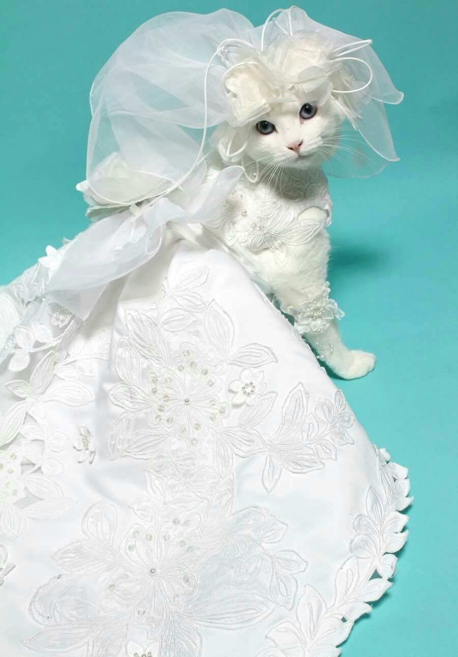 Кошка невеста