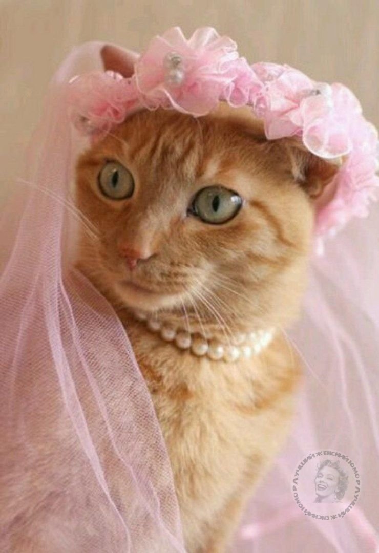 Кошка в платье
