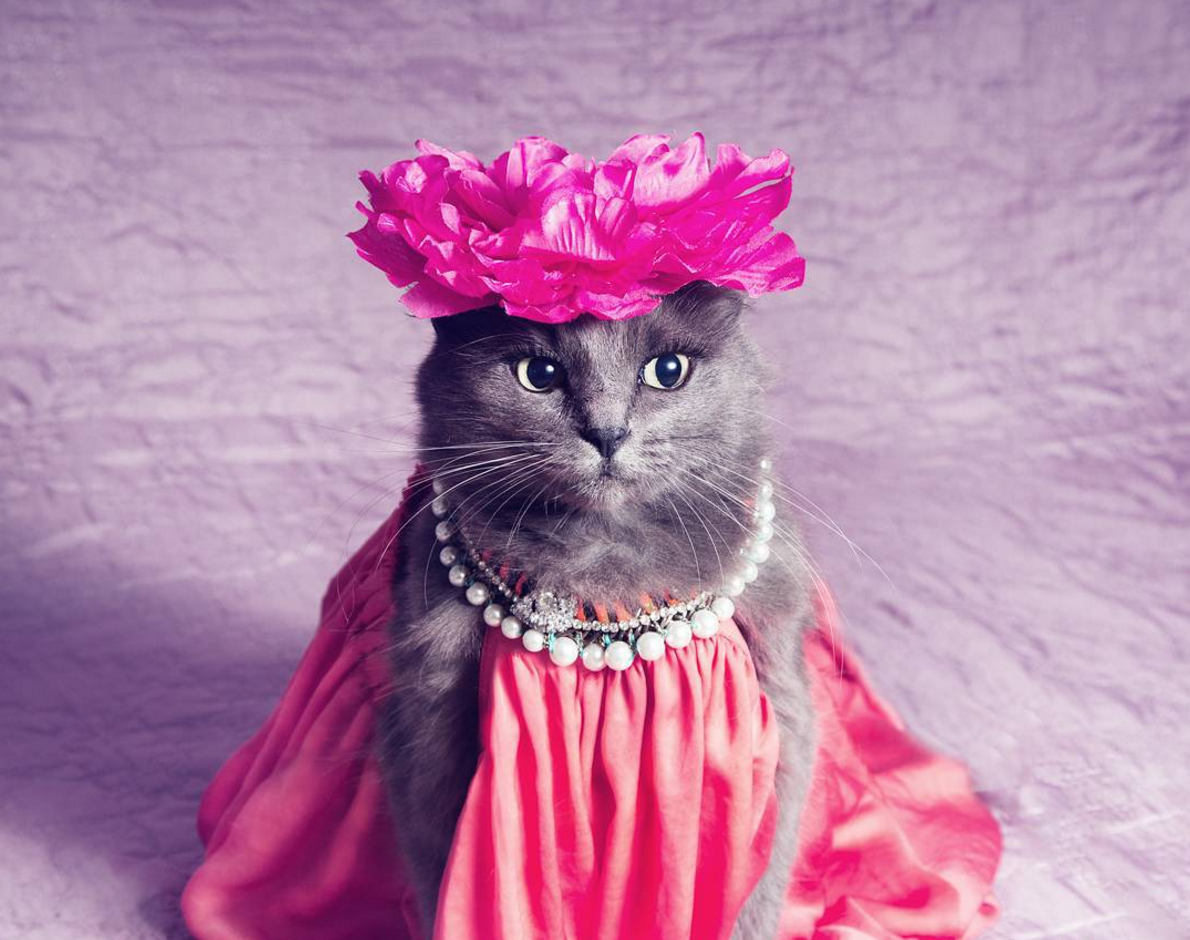 Кошечка гламур