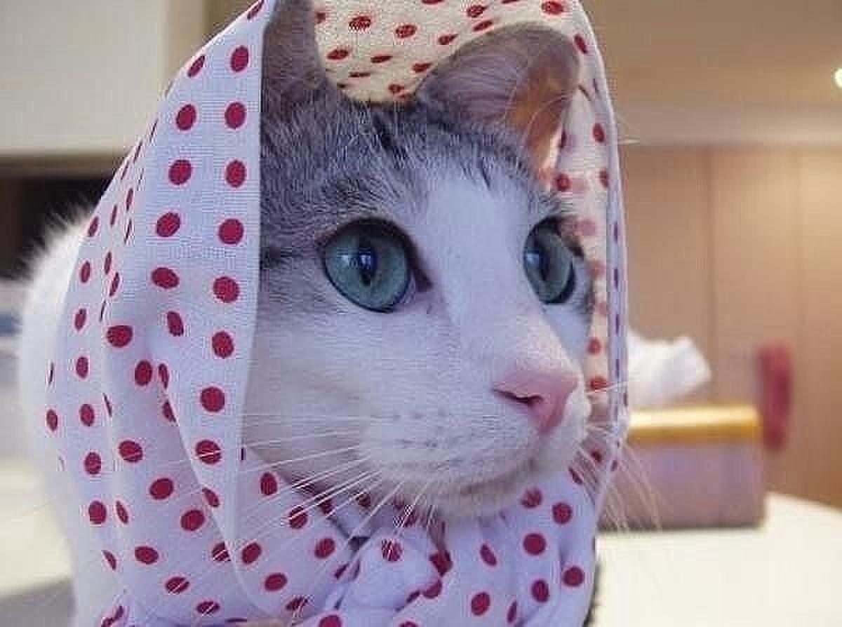 Платок с кошками