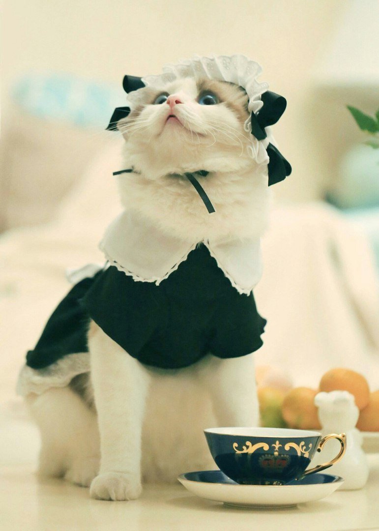 Костюм кошки