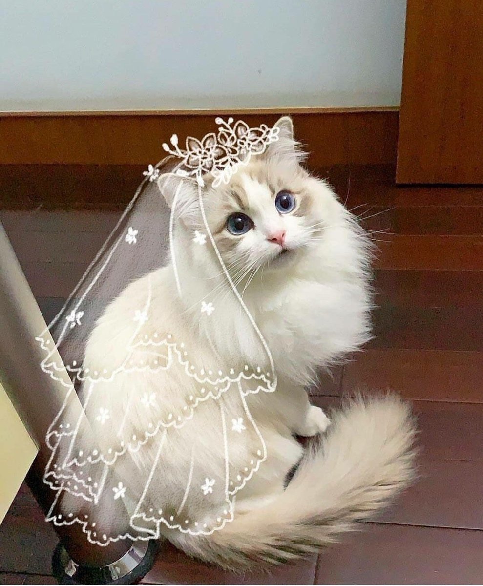 Кошка невеста