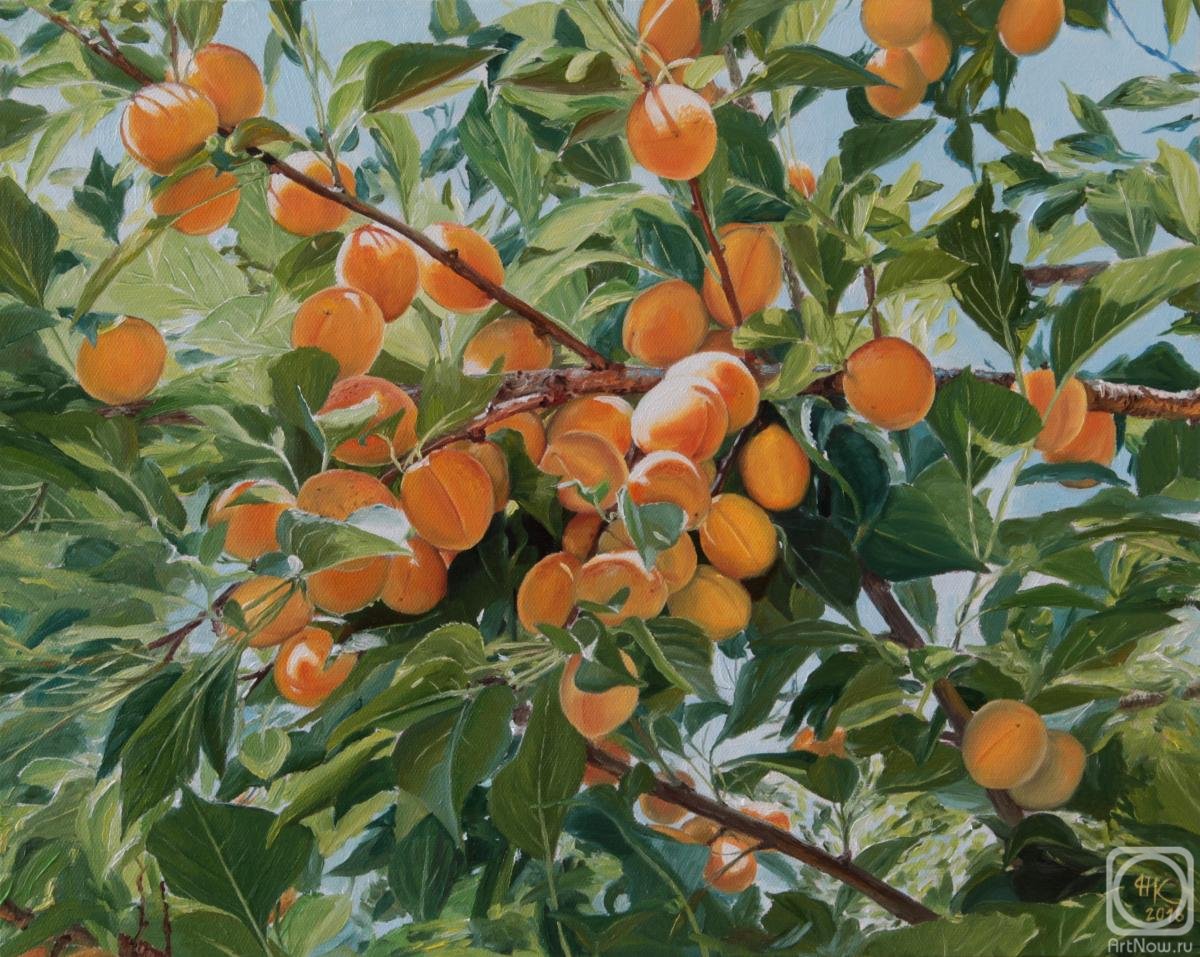 Абрикосы живопись