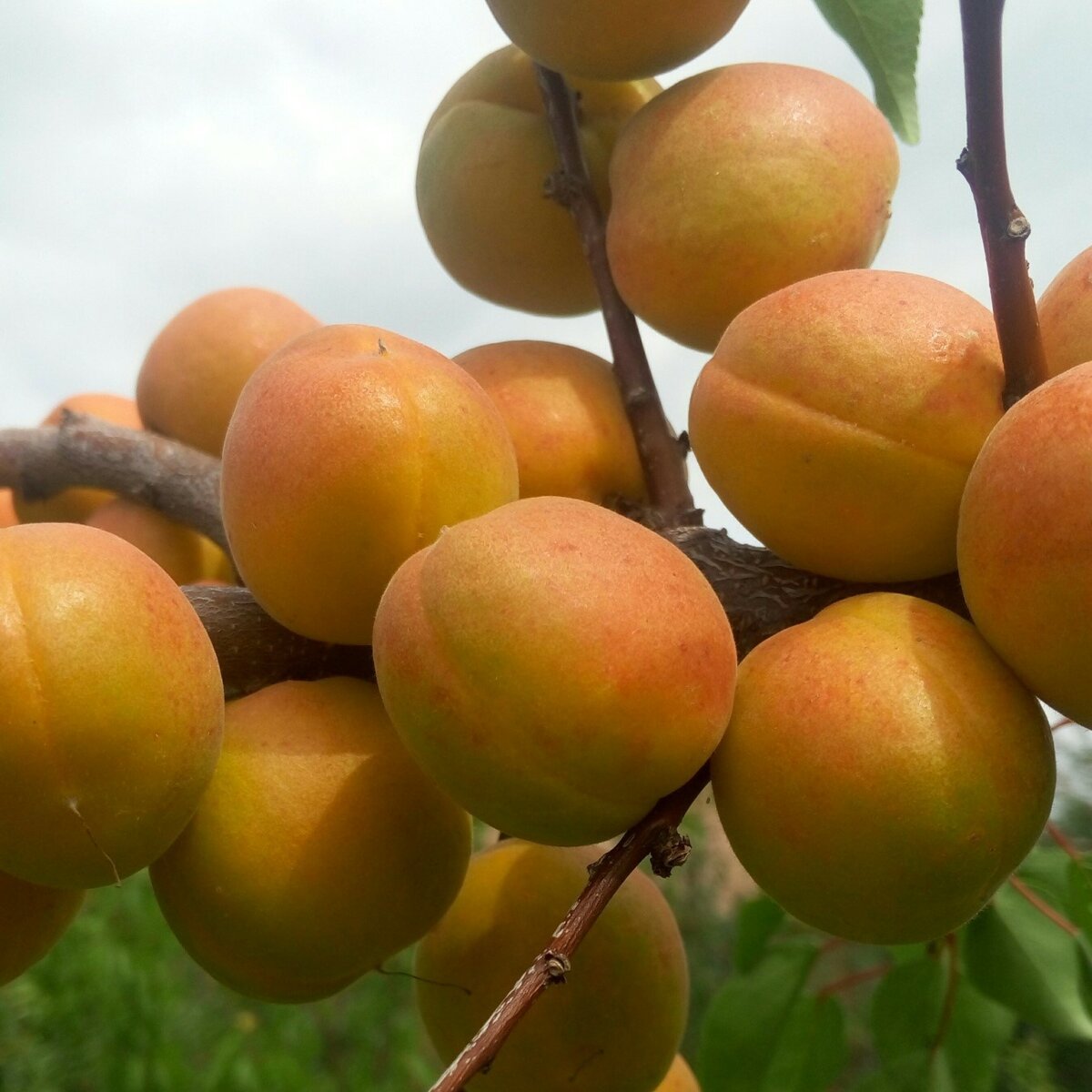 Абрикос Шалах дерево