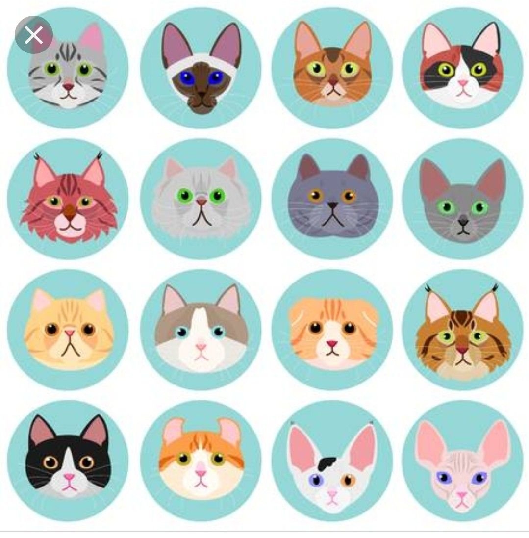 Мордочка котика в круге