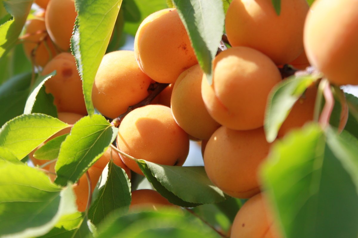 Абрикос лунатик дерево