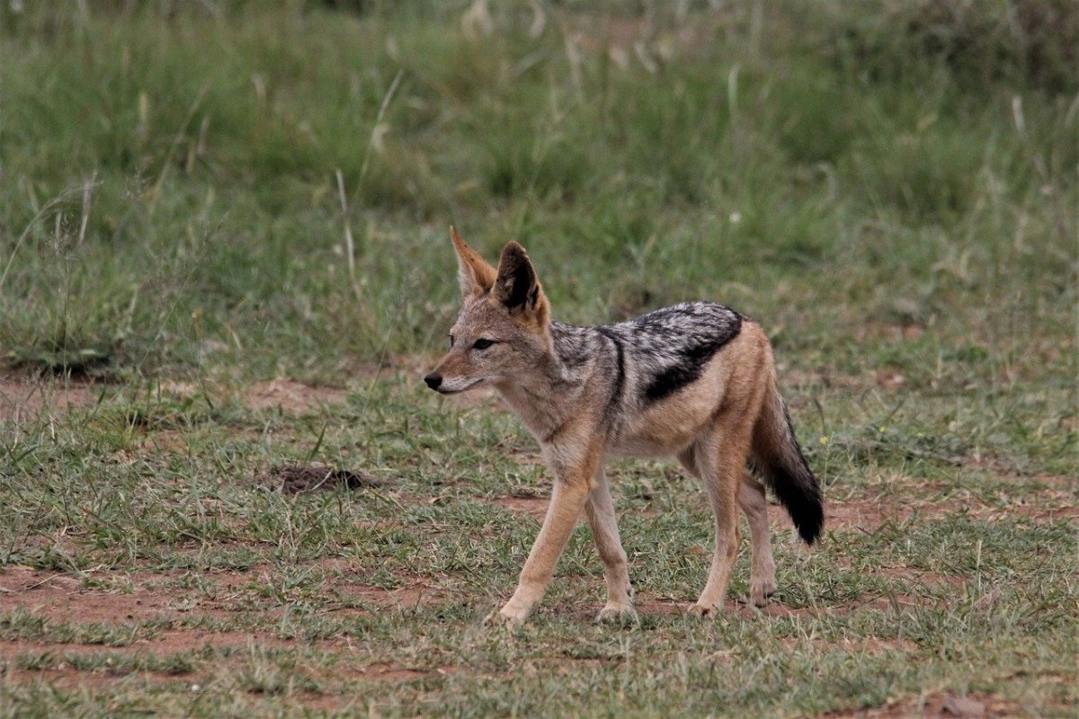 Черные шакалы va Адлерс