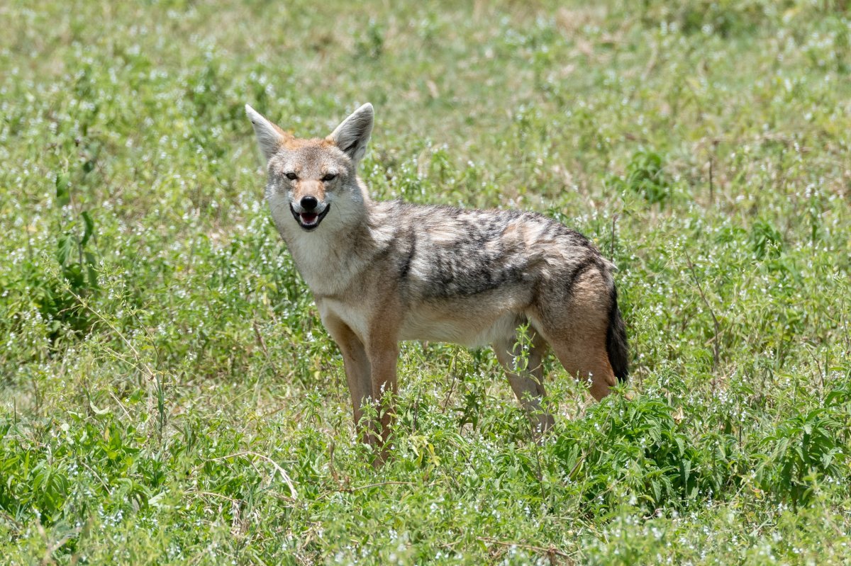 Австралийский Шакал