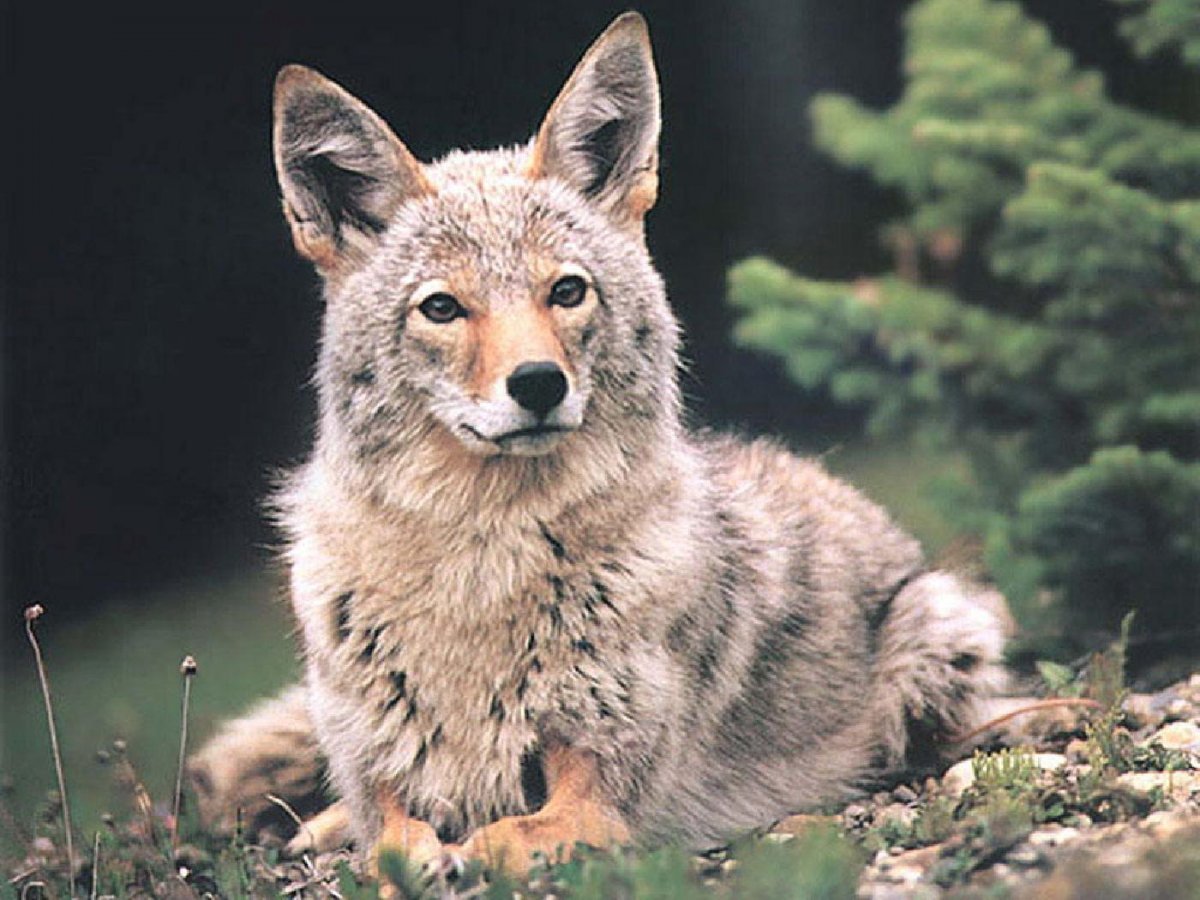 Чучело волка "волк Акела"