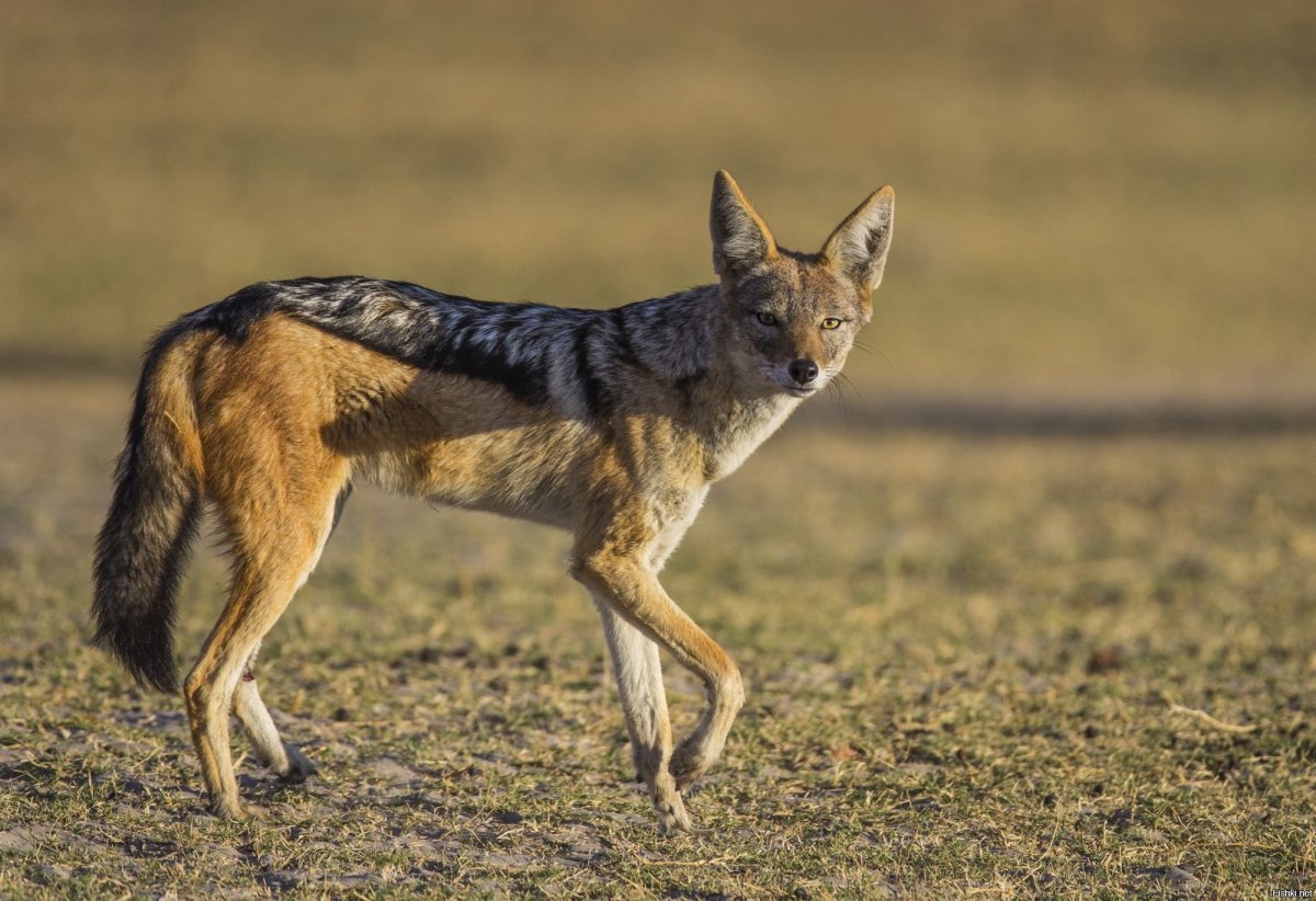 Шакал фото картинки