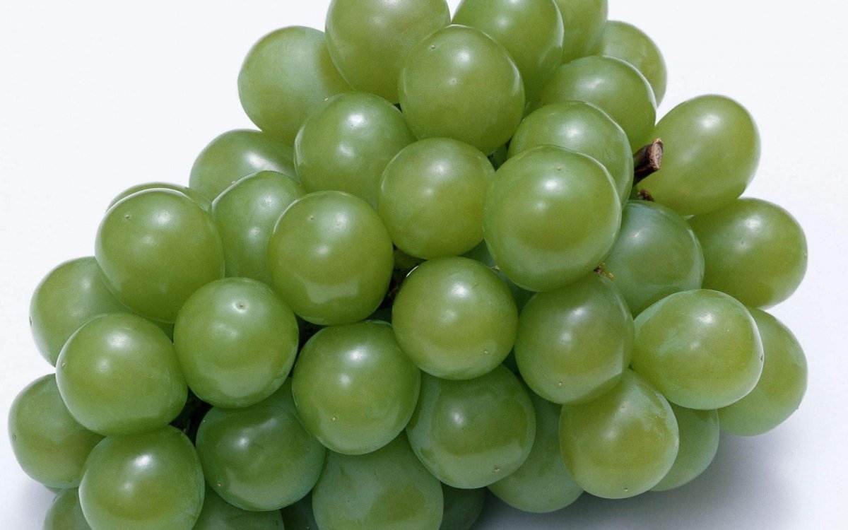 Костянка абрикоса