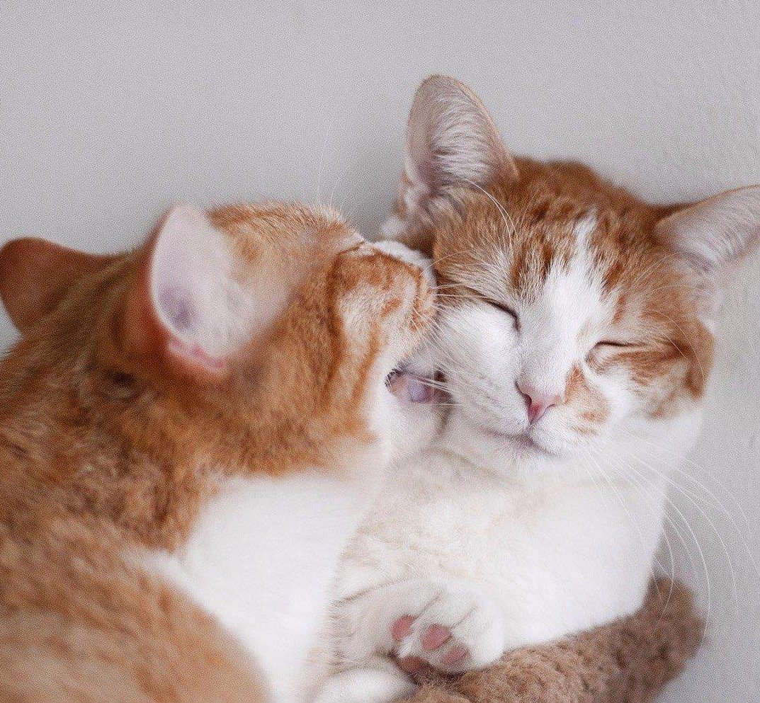 Кошки обнимашки