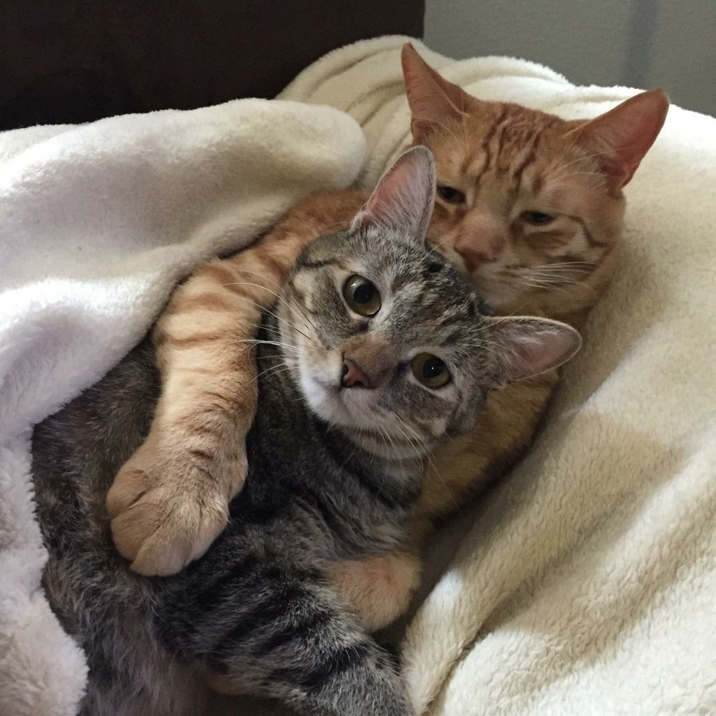 Кошки обнимашки