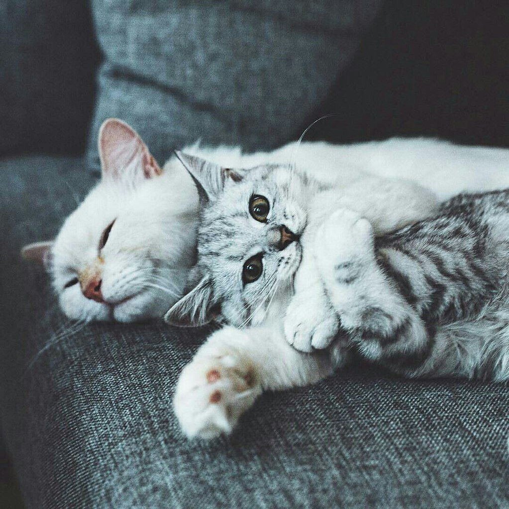 Милые котики обнимаются