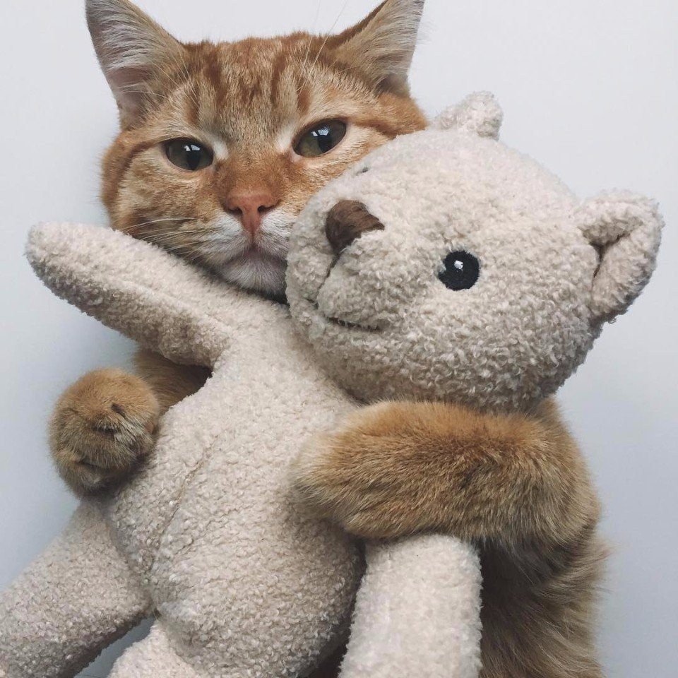 Котик обнимашка