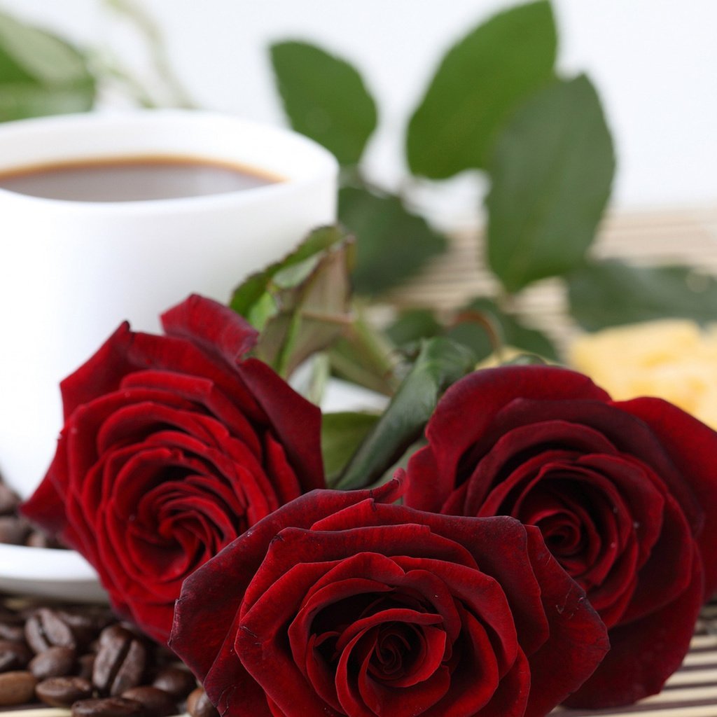 Шикарная роза с утра