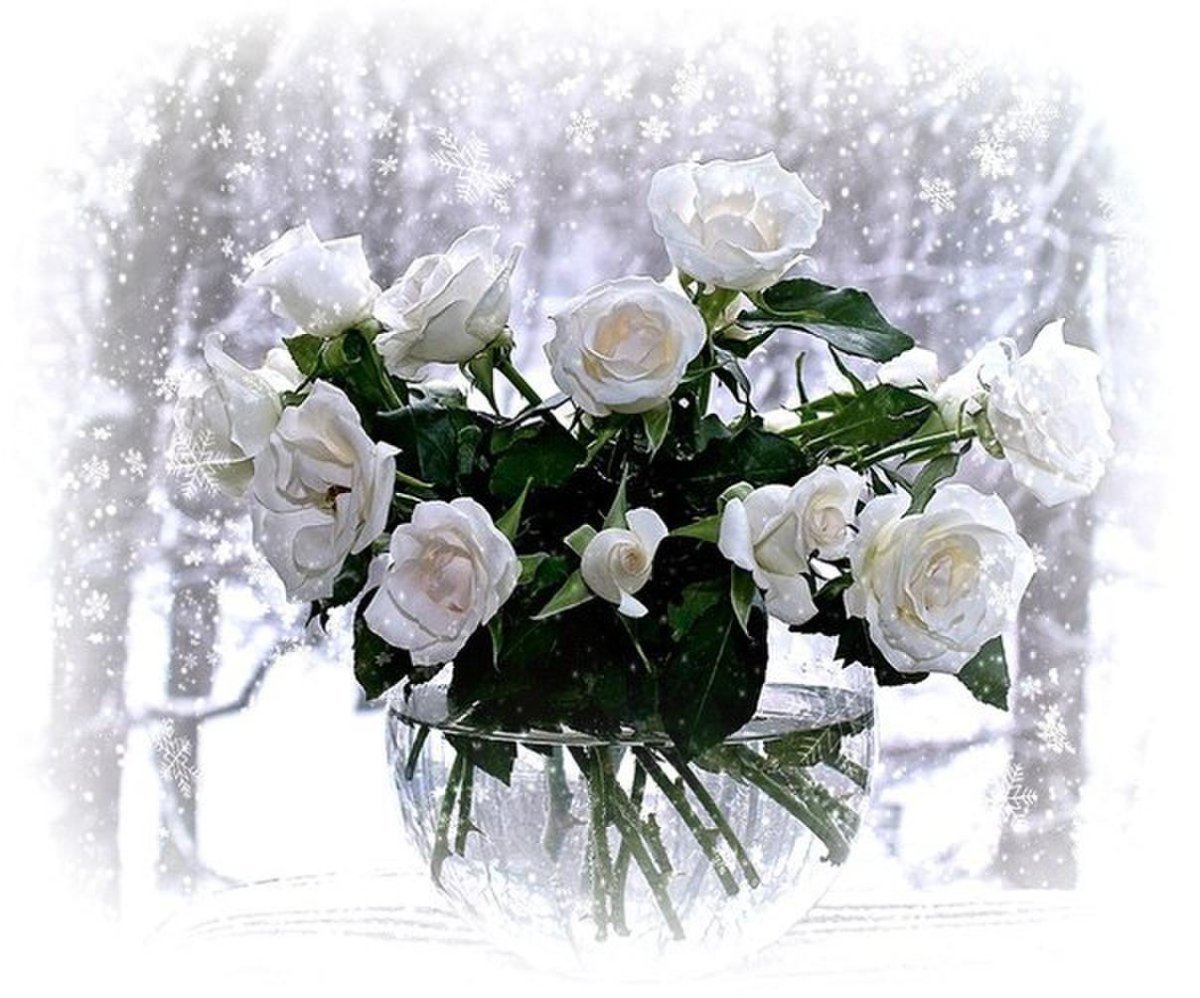 Белые розы на зимнем подоконнике