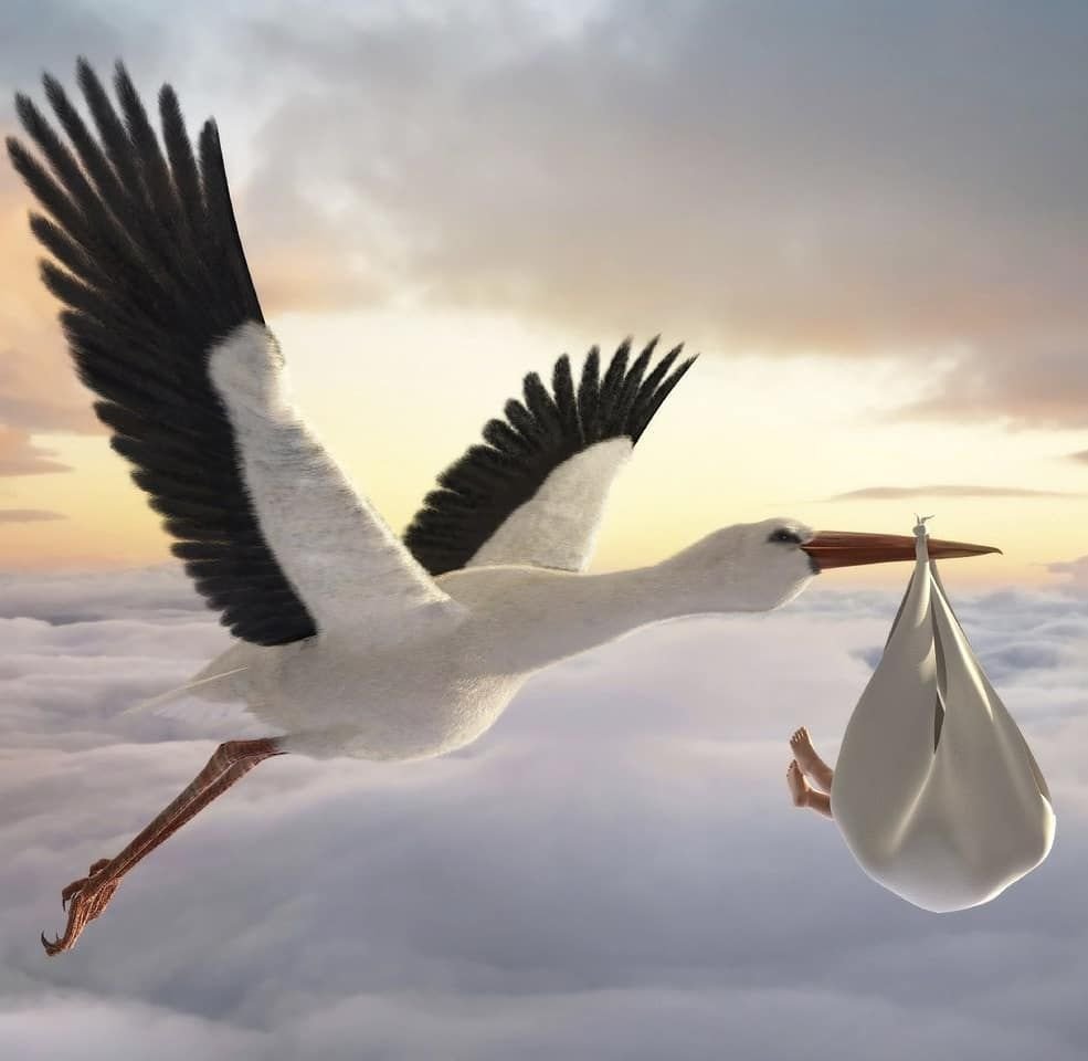 Аист с ребенком в клюве