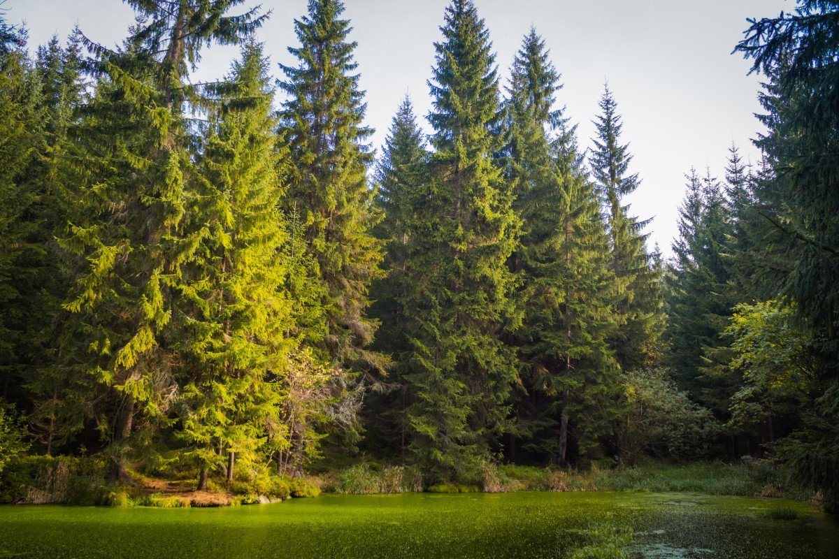 Лесные тропы осенью хвойный
