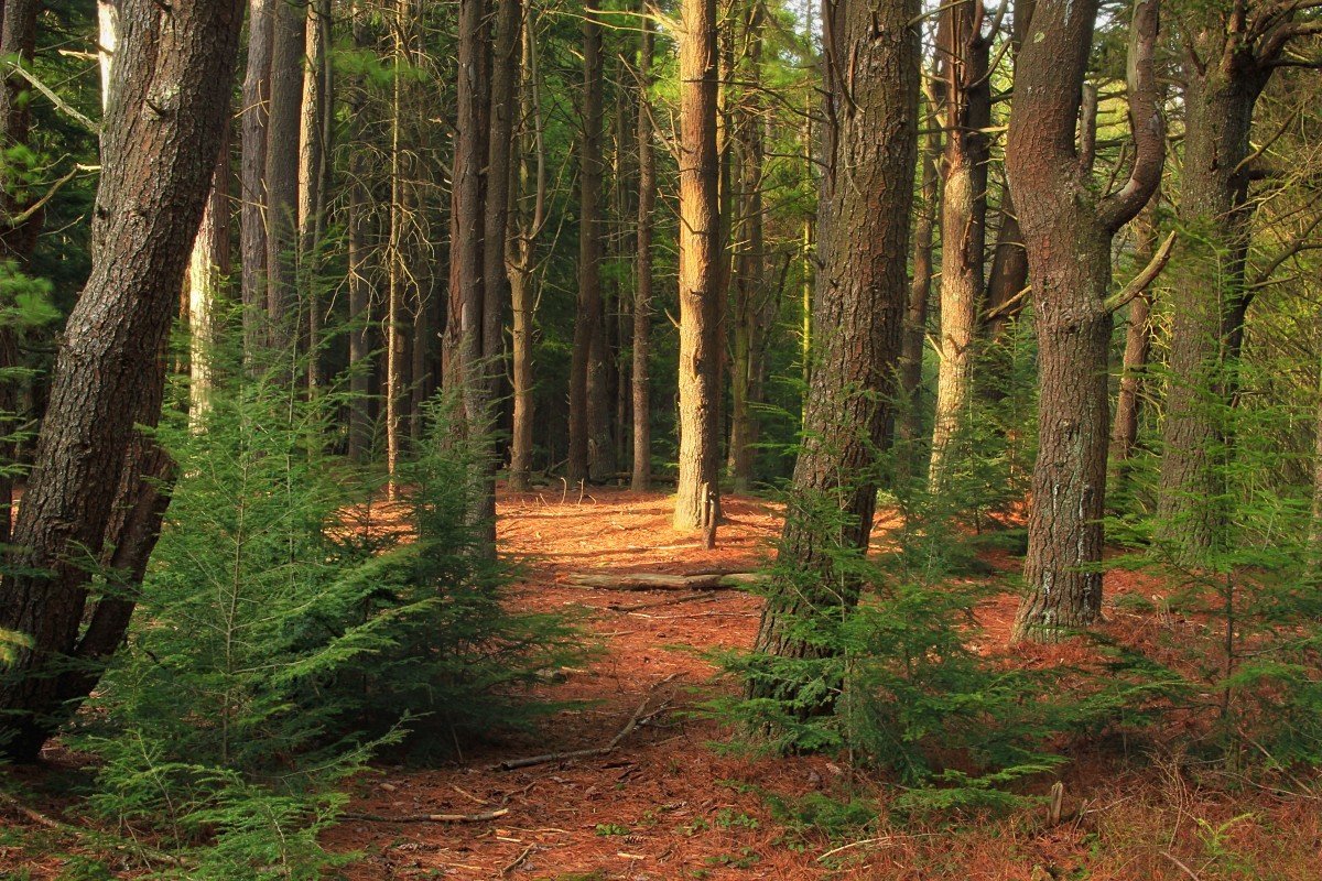 Еловый темный лес Угра