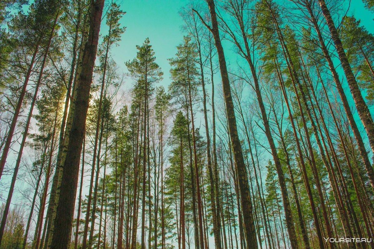 Сосновый Кедровый лес тропинка