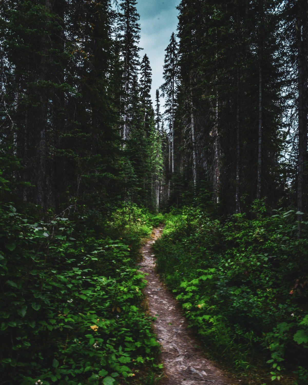 Тайга (хвойные леса) в Питере