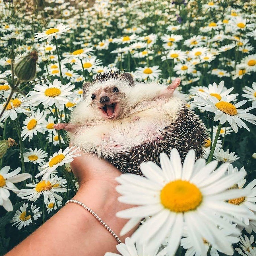 Разноцветные ладошки